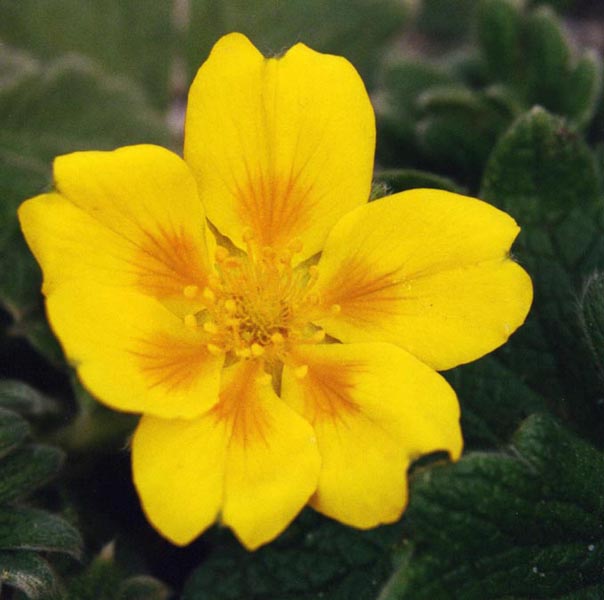 Potentilla megalantha en fleurs sur des pentes graveleuses ensoleillées d'Asie orientale